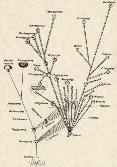 Konstantin Mereschkowski (1855–1921), Symbiogenesis Tree of Life (1910)